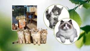 Purr Delight Moringa-Enriched Cat Food
